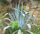 agave z mexika